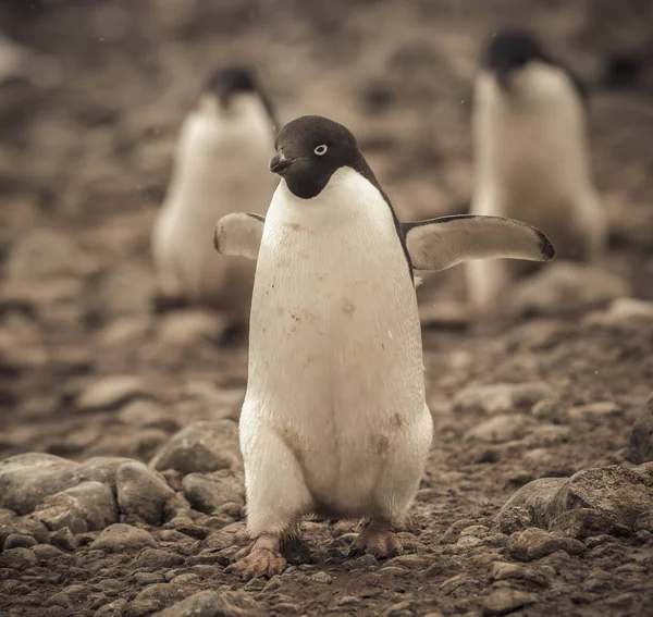 Adelie Pinguine Auf Paulet Island Antarktis — Stockfoto