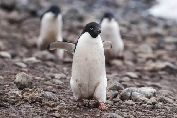 阿德利企鹅在保莱特岛 南极洲 — 图库照片