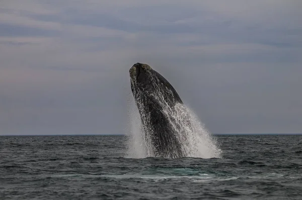 クジラジャンプ 半島バルデス パタゴニアアルゼンチン — ストック写真