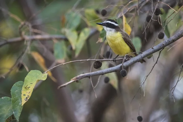 Grande Uccello Kiskadee Pantanal Brasile — Foto Stock