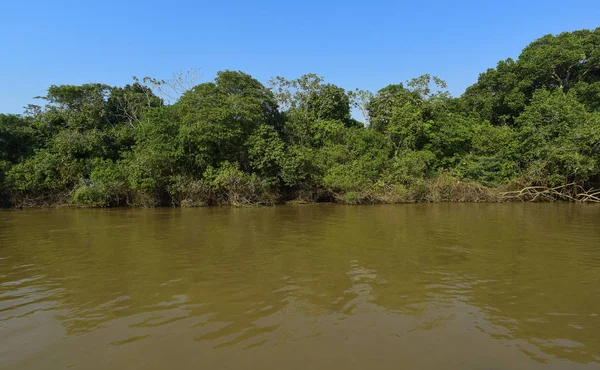 Речной Пейзаж Джунгли Пантедж Бразилия — стоковое фото