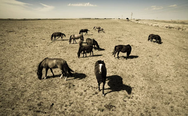 Gruppe Von Pferden Auf Dem Land Der Pampa Argentinien — Stockfoto