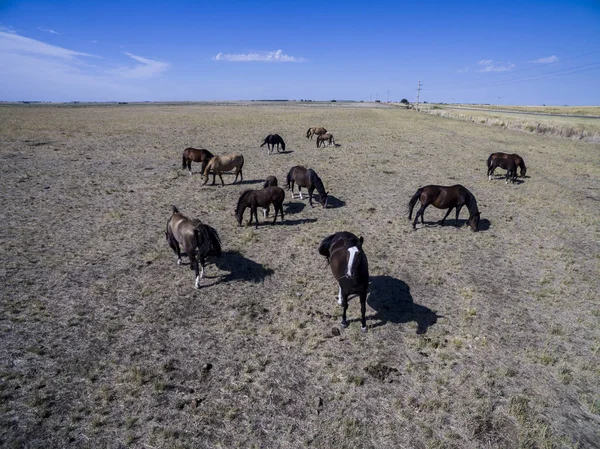 Groupe Chevaux Campagne Pampa Argentine — Photo