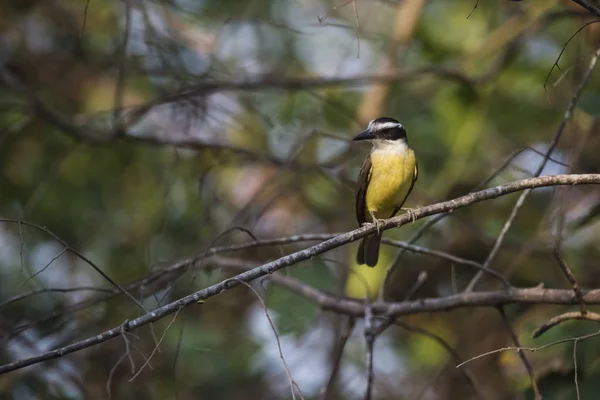 Velký Kiskadee Pták Pantanal Brazílie — Stock fotografie