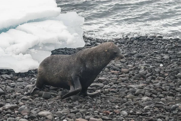 Foca Pelliccia Antartica Sulla Spiaggia Antartide — Foto Stock