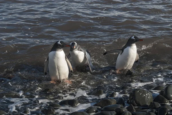 Gentoo Pinguini Sulla Spiaggia Dell Antartide — Foto Stock