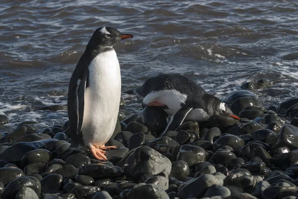 Gentoo Pinguïns Strand Van Antarctica — Stockfoto