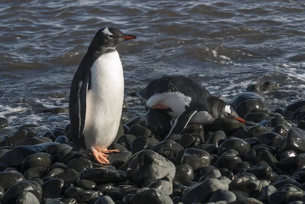 Gentoo Pingviner Stranden Antarktis — Stockfoto