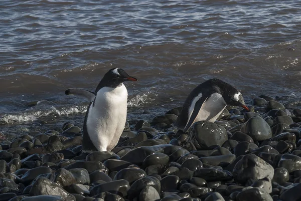 Gentoo Pinguini Sulla Spiaggia Dell Antartide — Foto Stock