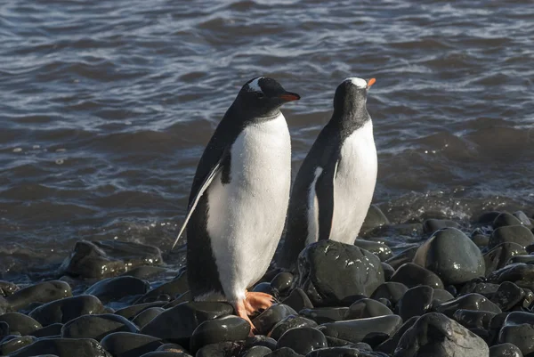 Gentoo Пінгвіни Пляжі Антарктиди — стокове фото