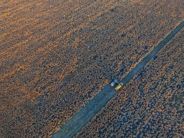 아르헨티나 팜파에서 수확한 — 스톡 사진