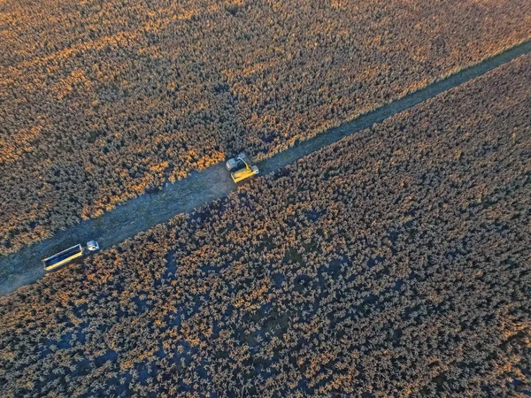 アルゼンチン パンパでソルガムの収穫 — ストック写真