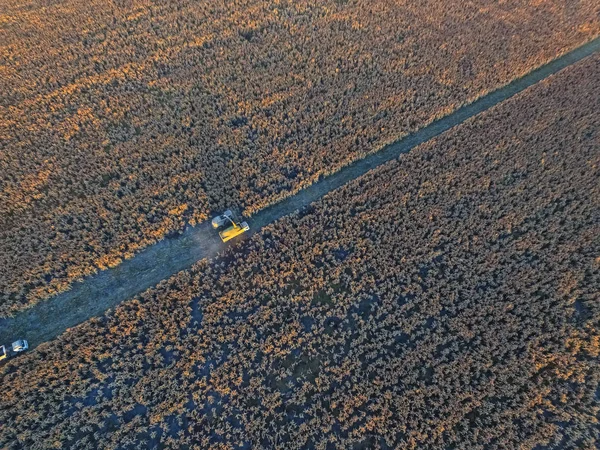 Урожай Сорго Пампе Аргентина — стоковое фото