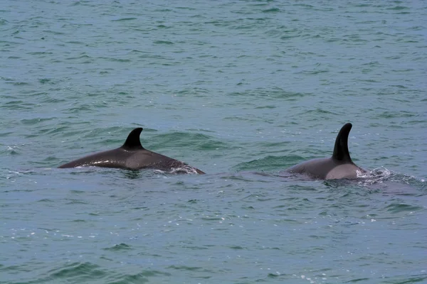 Orcas 巴塔哥尼亚 阿根廷 — 图库照片