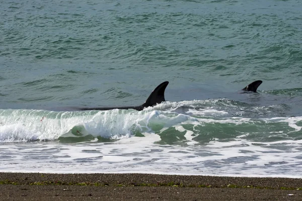 Orcas Caça Patagônia Argentina — Fotografia de Stock