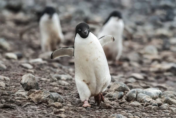 Pinguins Adelie Ilha Paulet Antártida — Fotografia de Stock