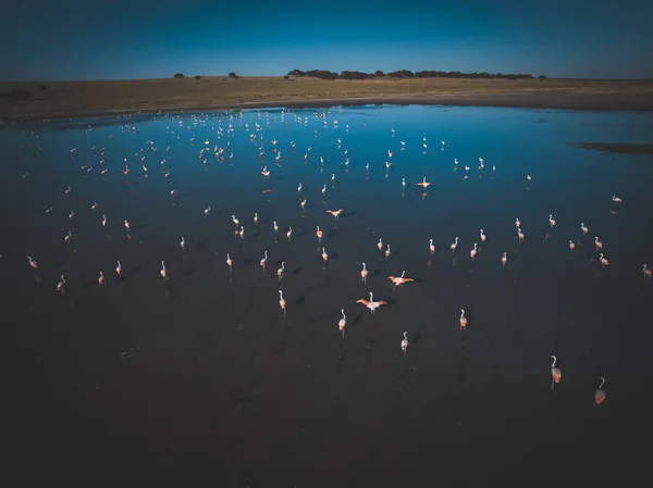Vista Aérea Flamingos Pampa Argentina — Fotografia de Stock