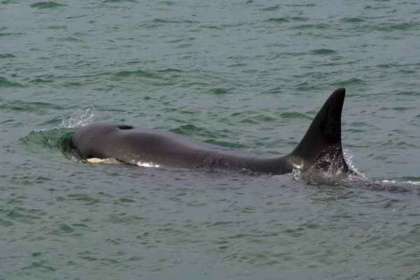 Orca Avcılık Patagonia Arjantin — Stok fotoğraf