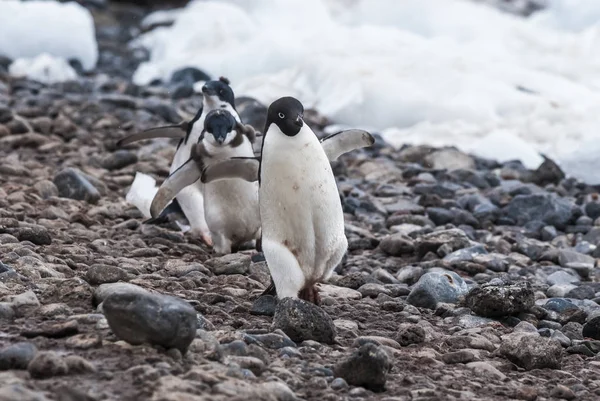 Адели Пингвины Острове Паулет Антарктида — стоковое фото