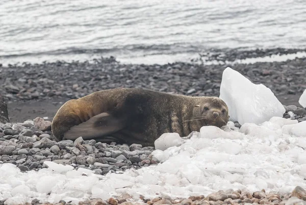 Foca Pelliccia Antartica Sulla Spiaggia Antartide — Foto Stock