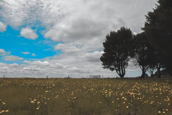 Ovada Çiçekli Manzara Pampa Patagonya Arjantin — Stok fotoğraf