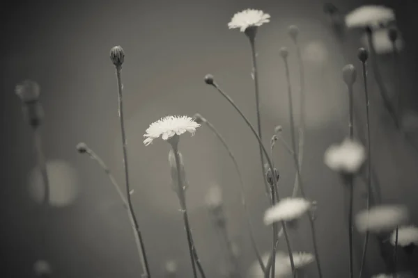 平野の花の風景 ラパンパ パタゴニア アルゼンチン — ストック写真