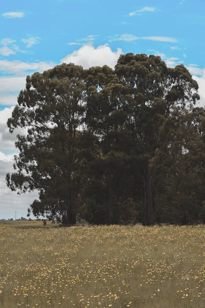 Ανθισμένο Τοπίο Στην Πεδιάδα Pampa Παταγονία Αργεντινή — Φωτογραφία Αρχείου