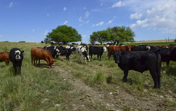 天然芝 アルゼンチンのパンパに牛 — ストック写真