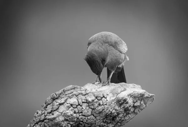 Brown Cacholote Bird Pampas Region Argentina — Stock Photo, Image