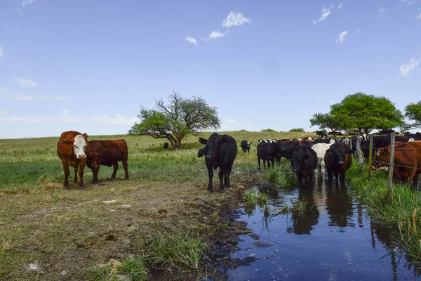 Kühe Auf Naturrasen Pampas Argentinien — Stockfoto