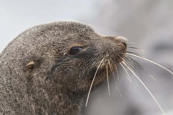 Foca Piel Antártica Playa Antártida —  Fotos de Stock