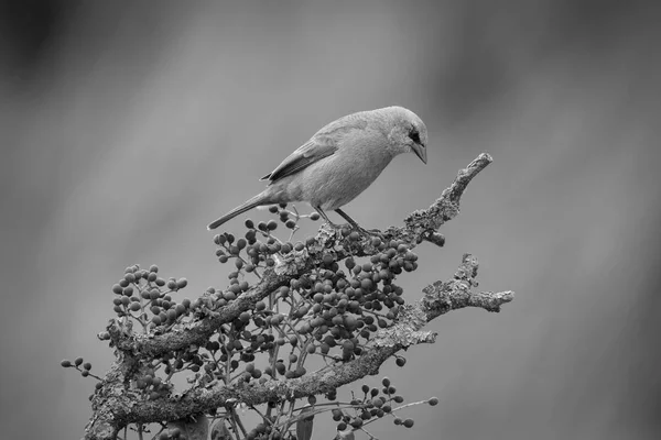 Cowbird Siedzi Drzewie — Zdjęcie stockowe