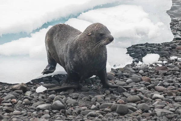 Foca Pelliccia Antartica Sulla Spiaggia Antartide — Foto Stock