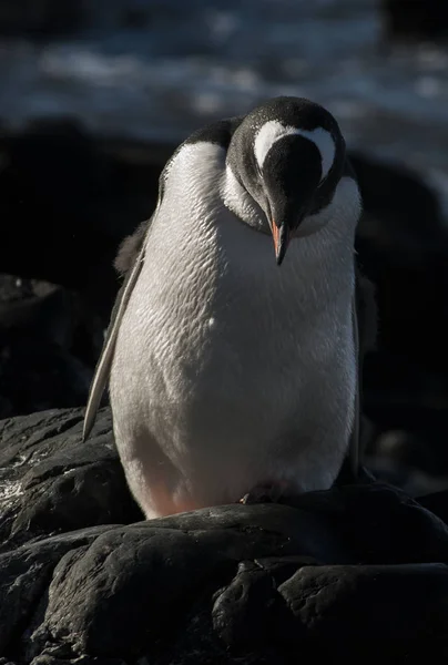 Tučňák Oslí Pláži Antarktidy — Stock fotografie