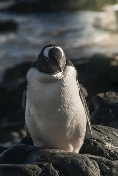 Пингвин Пляже Антарктиды — стоковое фото