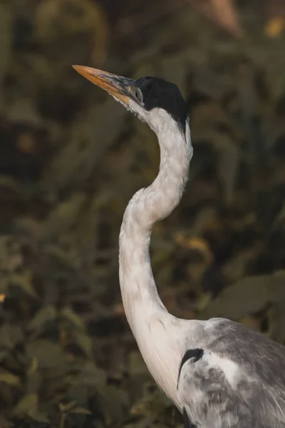 White Necked Heron Pantanal Brazil — Stock Photo, Image