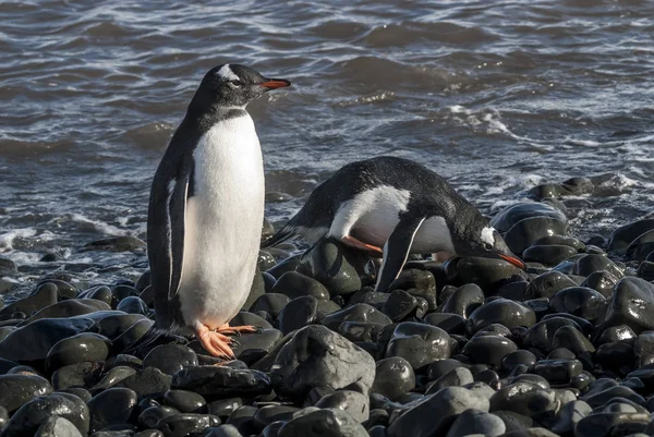 Gentoo Pingviner Stranden Antarktis — Stockfoto
