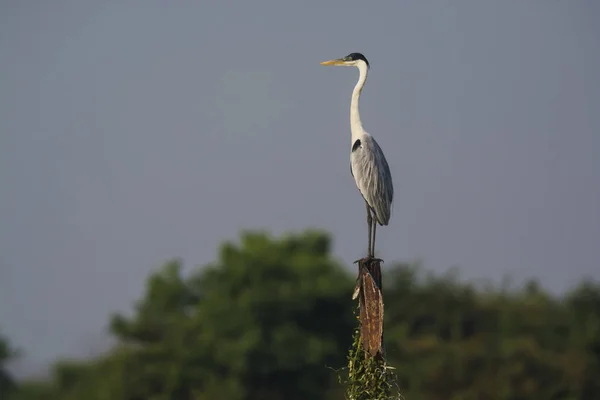 Garza Cuello Blanco Pantanal Brasil — Foto de Stock