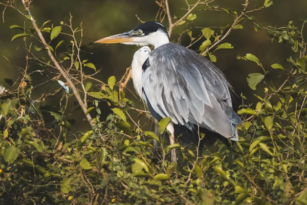 Garza Cuello Blanco Pantanal Brasil — Foto de Stock