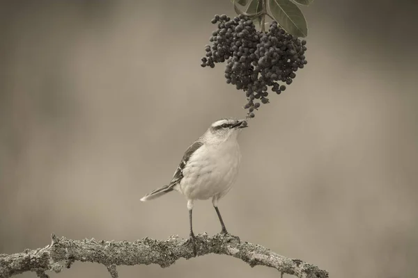 Bílé Pruhované Mockingbird Krmení Patagonie Argentina — Stock fotografie