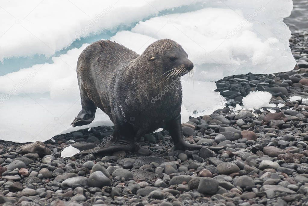 Antarctic fur seal on beach, Antarctica 