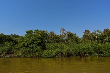 Nehir manzarası ve orman, Pantanal, Brezilya