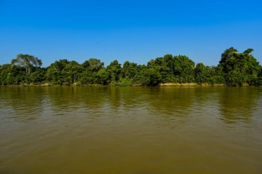 Nehir manzarası ve orman, Pantanal, Brezilya