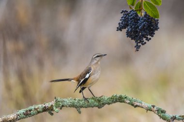 Beyaz Mockingbird dal, Patagonia, Arjantin bantlı. 