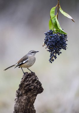 Beyaz Mockingbird dal, Patagonia, Arjantin bantlı. 