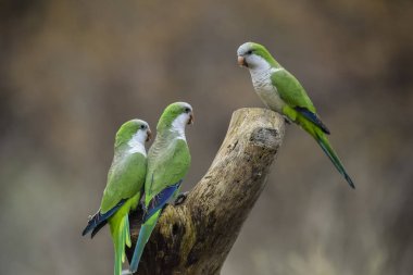 Parakeets üzerinde ağaç, La Pampa, Patagonia, Arjantin