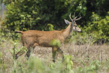 Marsh geyik, pantanal Brezilya