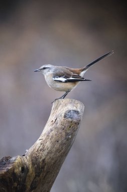 Beyaz Mockingbird dal, Patagonia, Arjantin bantlı. 