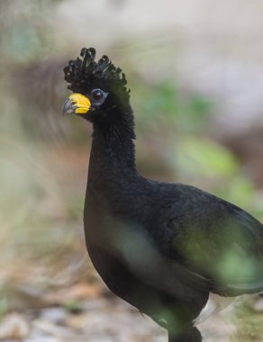 Çıplak Curassow bir orman ortamında, Pantanal Brezilya karşı karşıya