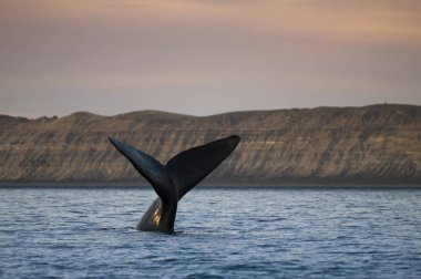 Balina kuyruğu Yarımadası Valdes, Patagonia, Arjantin